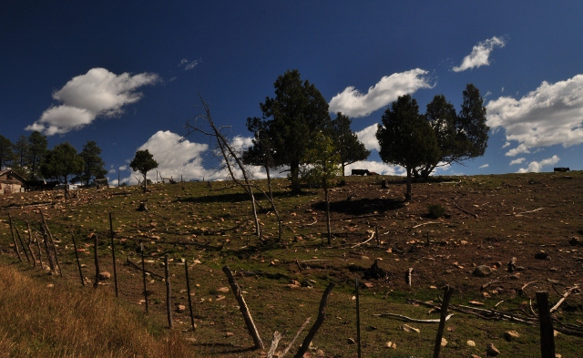 cows on Echo Basin Rd